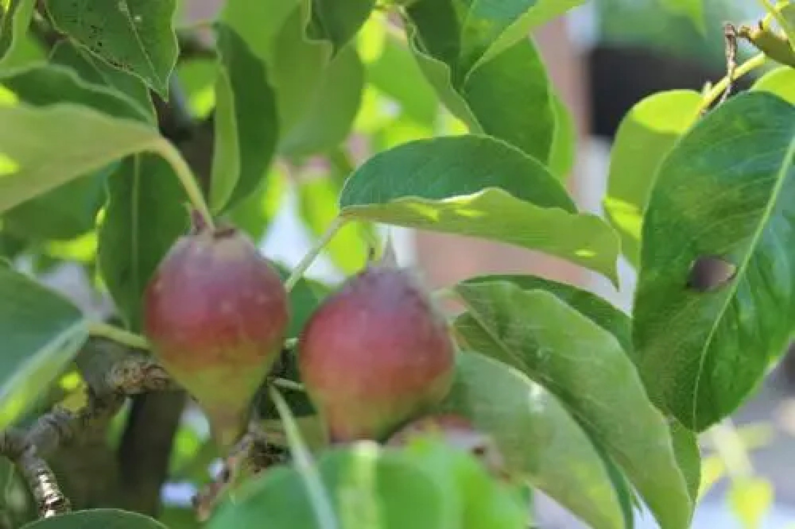 Bed and breakfast de Oude Rijn