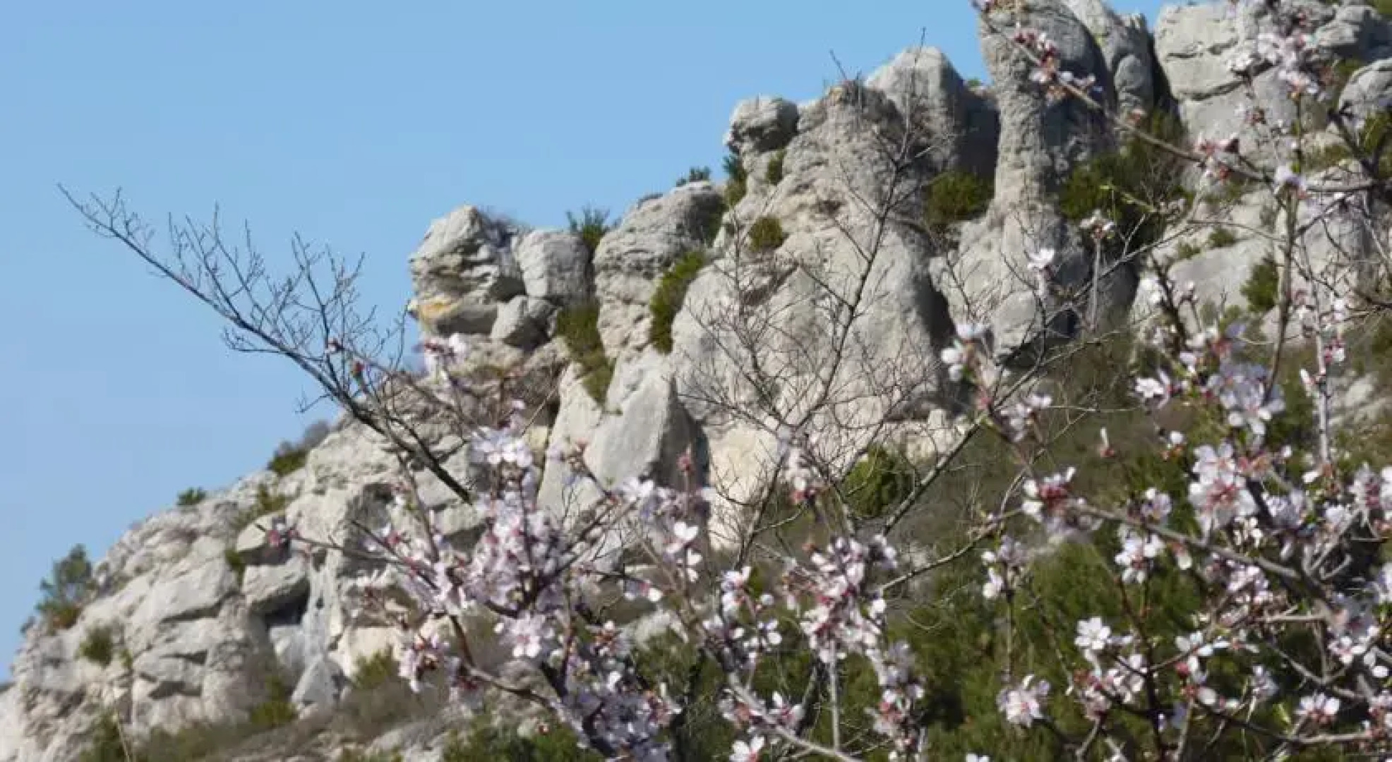 Les Treilles de LAlaric