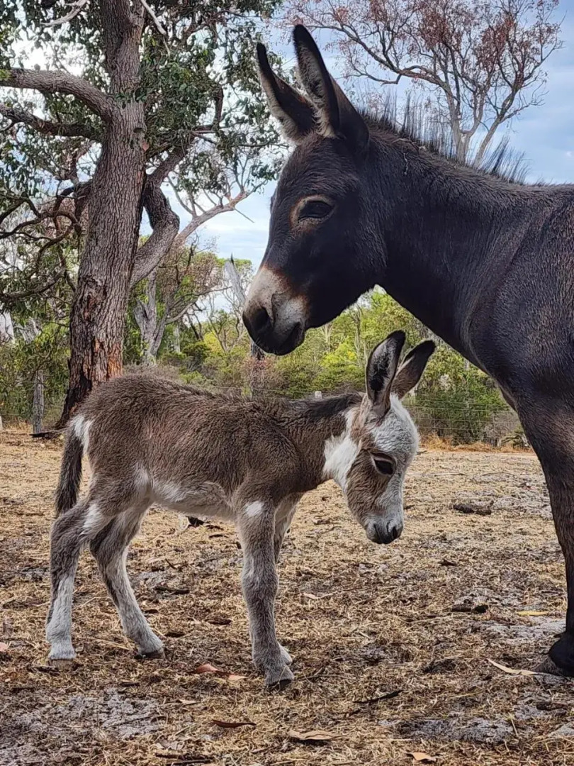 Silversprings cottages