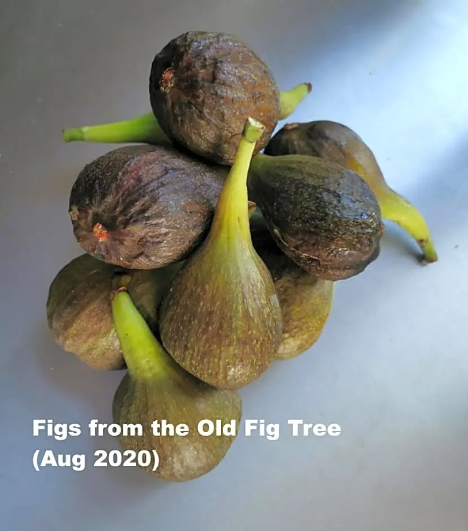 The FIG Studio - "Den Gule Svane" Guest House - near Rønne & Beach