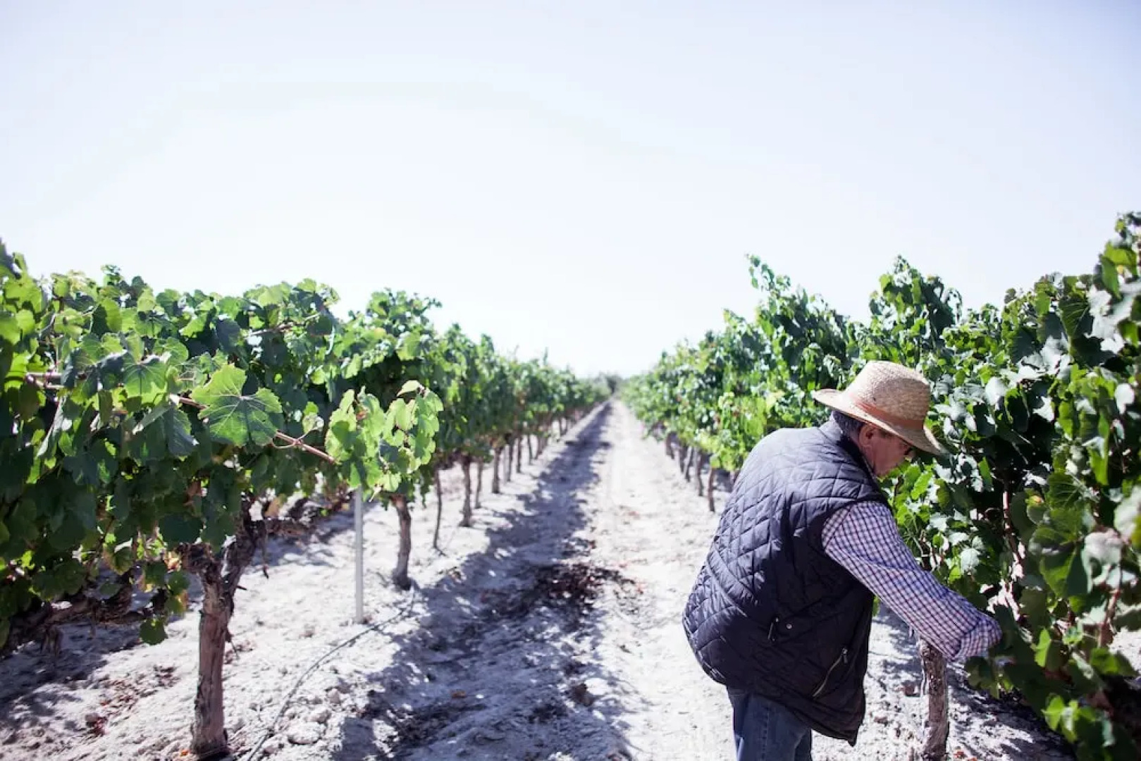 Hotel Rural Pago de Tharsys