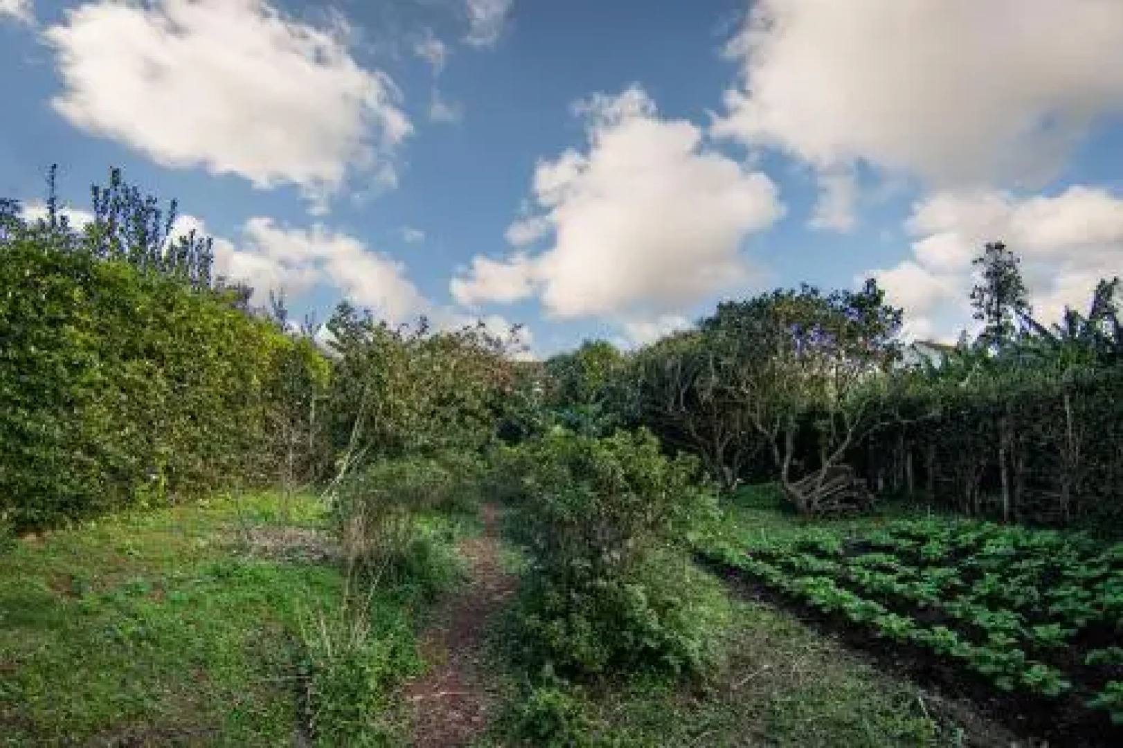 Casa com Quinta Tradicional