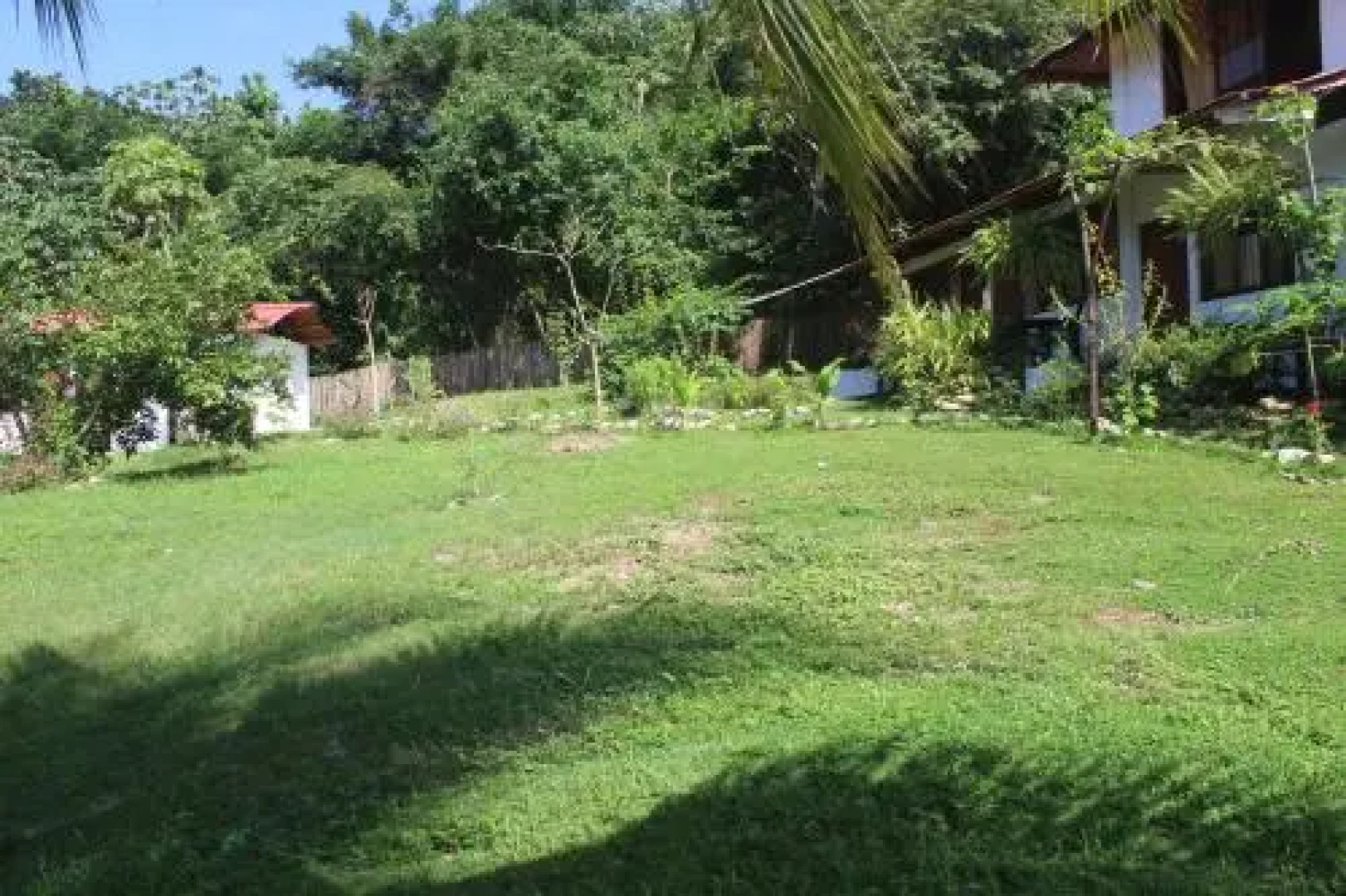 Jaguar Azul Palomino