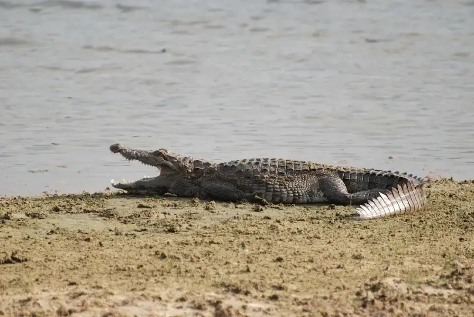 L.L.Tourist Inn & Safari jeeps