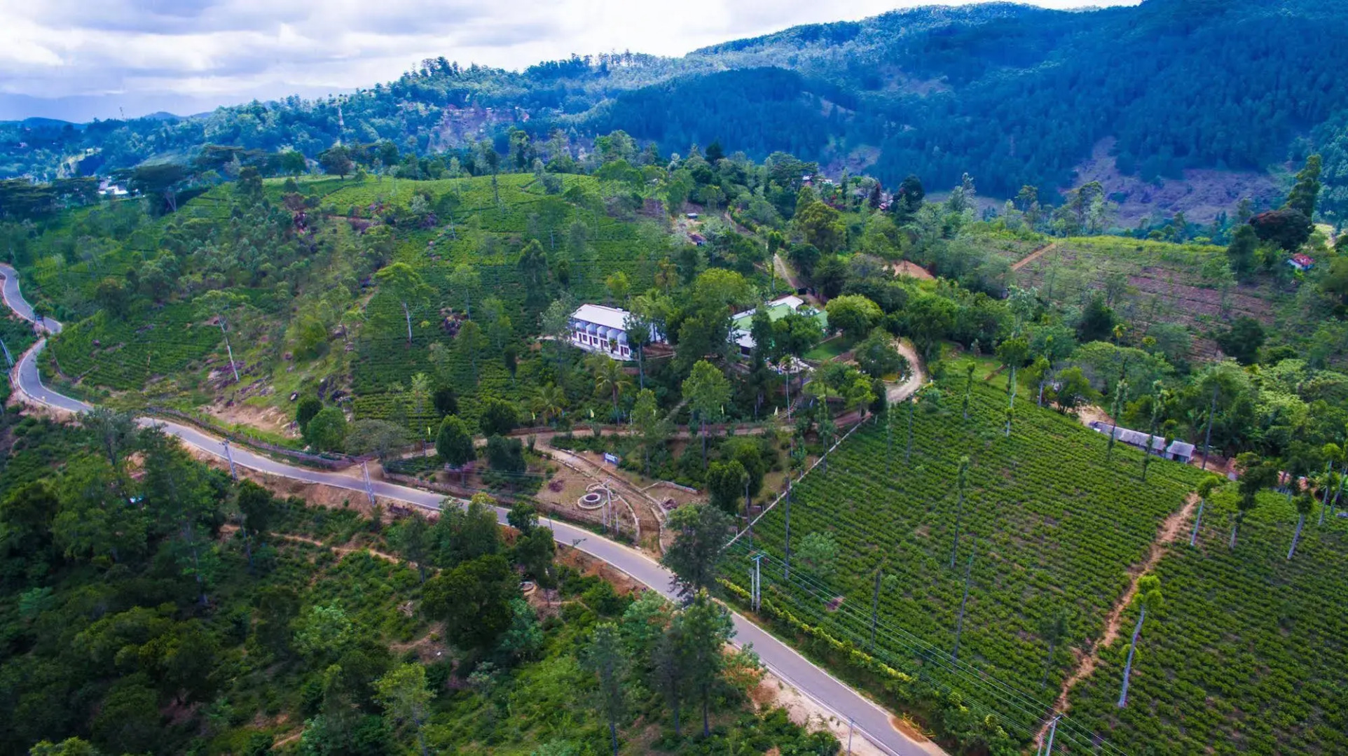 The Tea Tree Resort