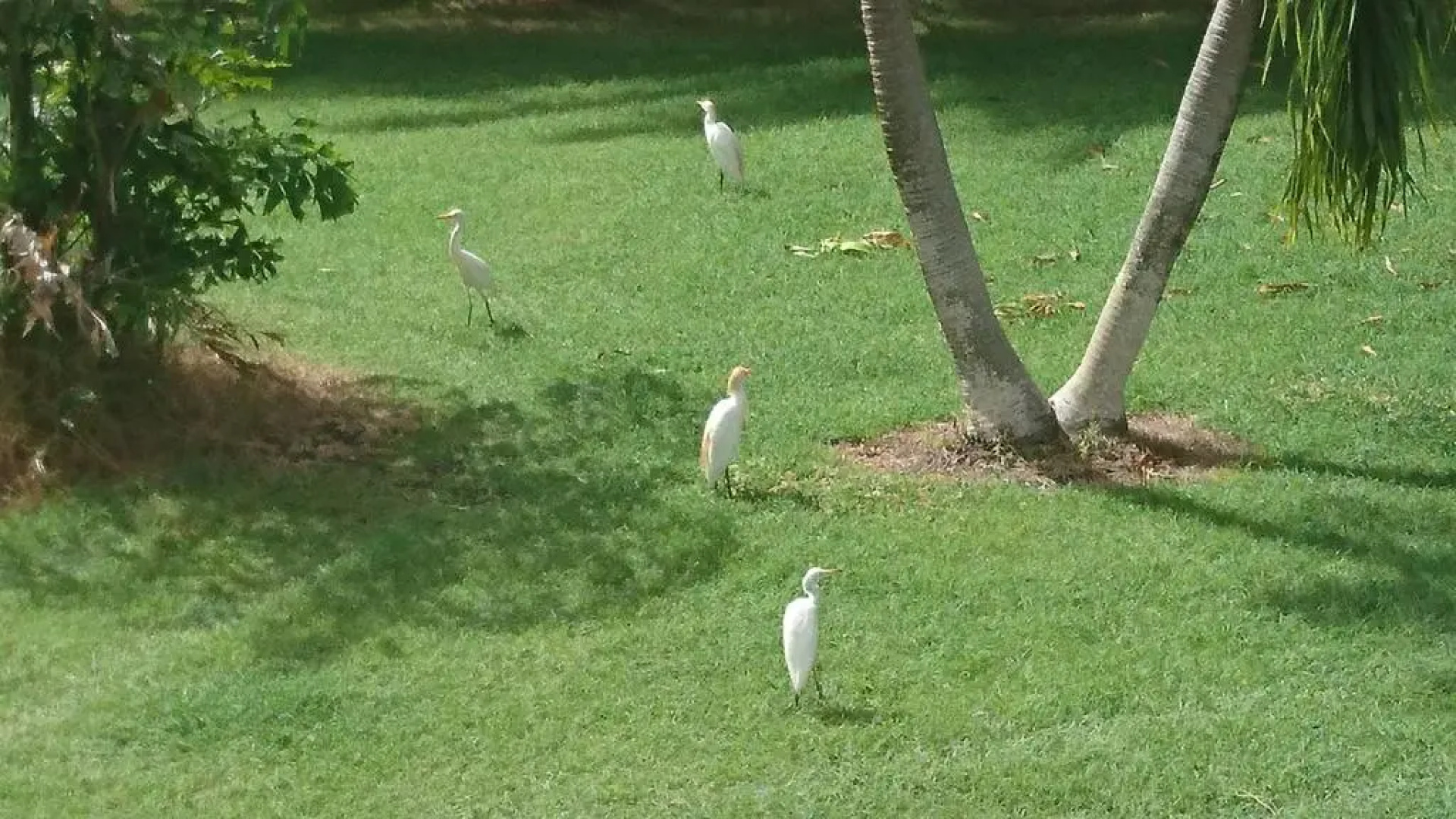 Residence Acacia