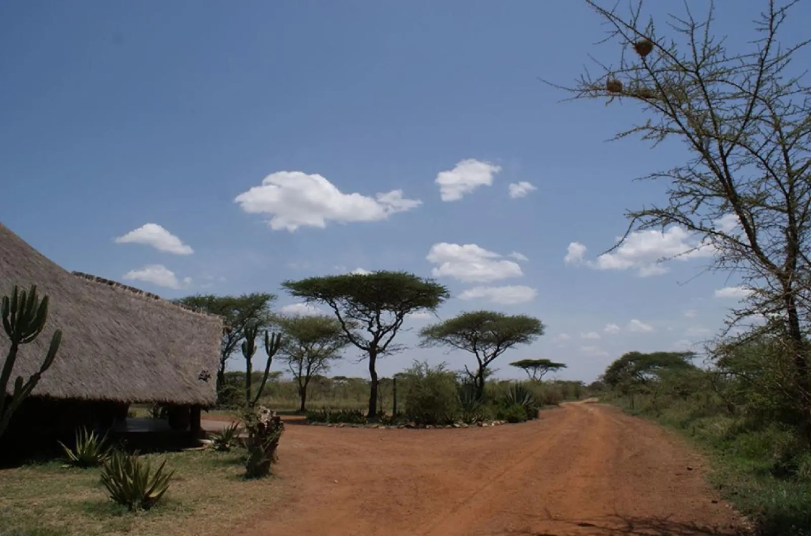 Ikoma tented Camp