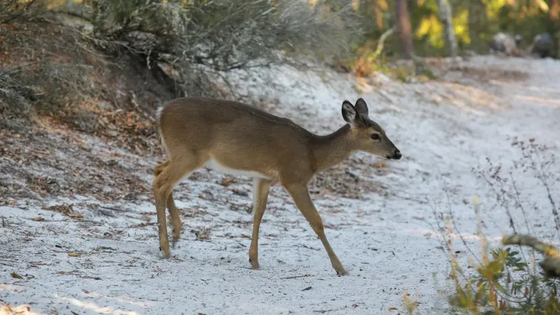 Spacious 4BR With 2 Master Suites, Golf Cart, .3 Miles to Beach - Sleeps 15