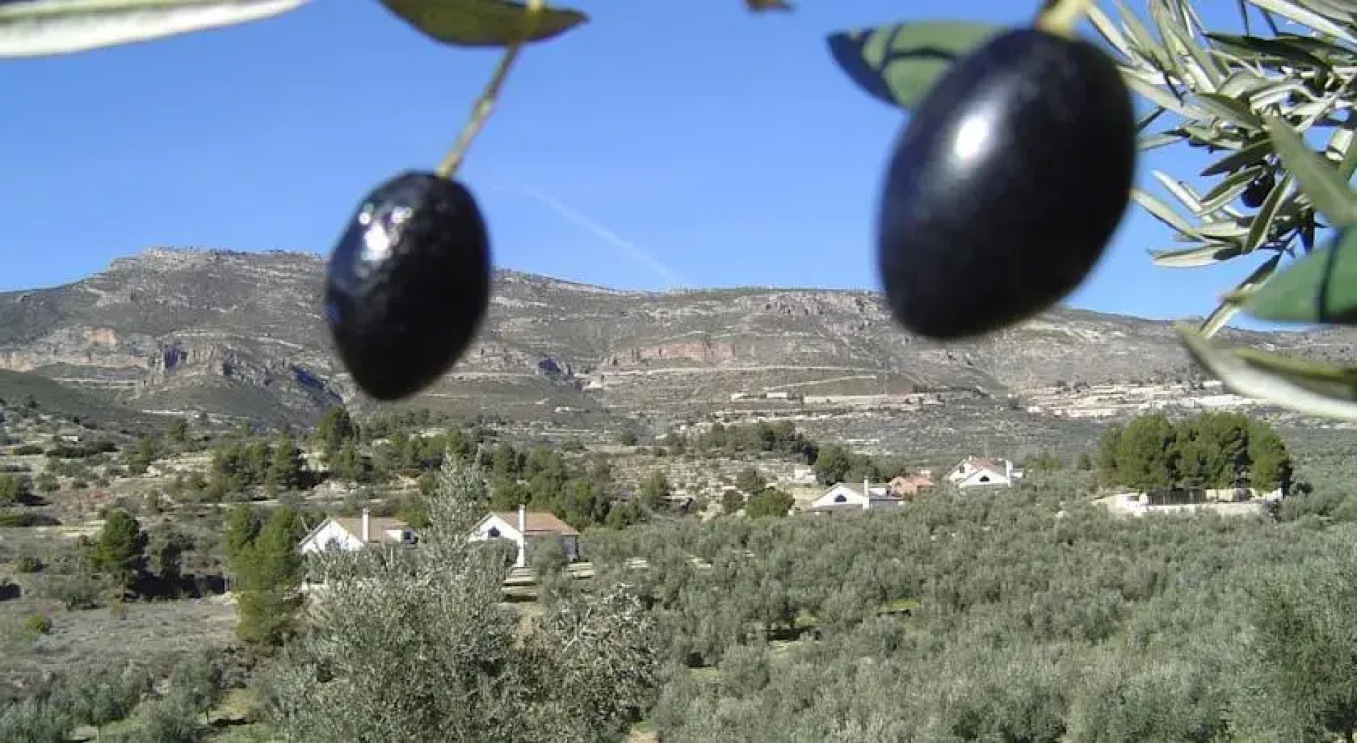 Casas Rurales El Olivar - Yeste