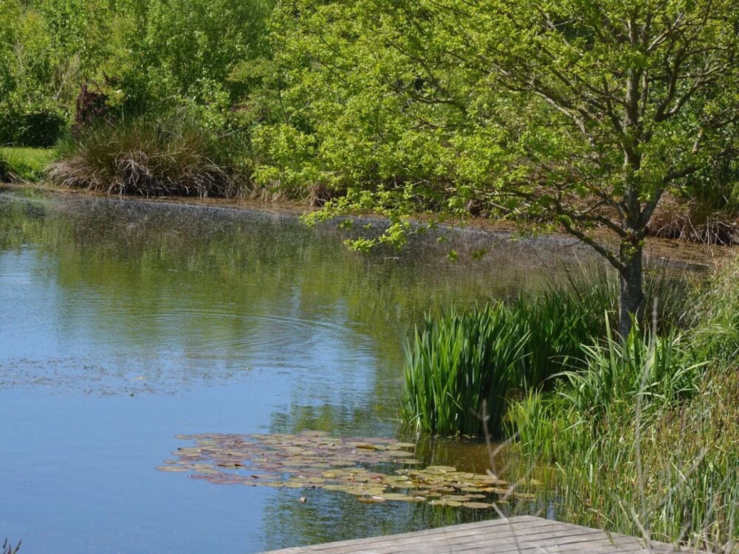 Old House in Small Hamlet, in Full Nature, With Pond, Very Calm