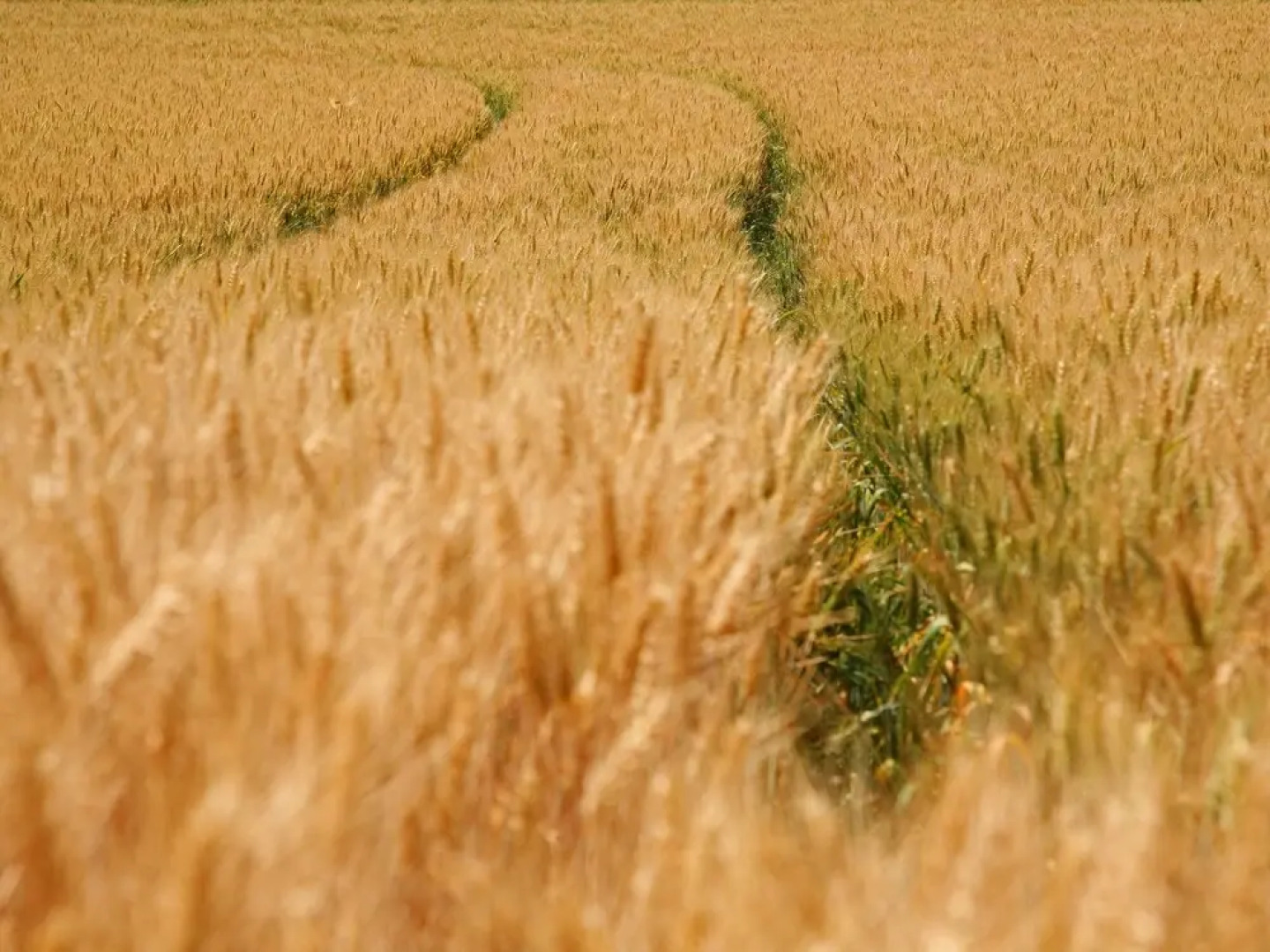 Wijlre Farmhouse Stay