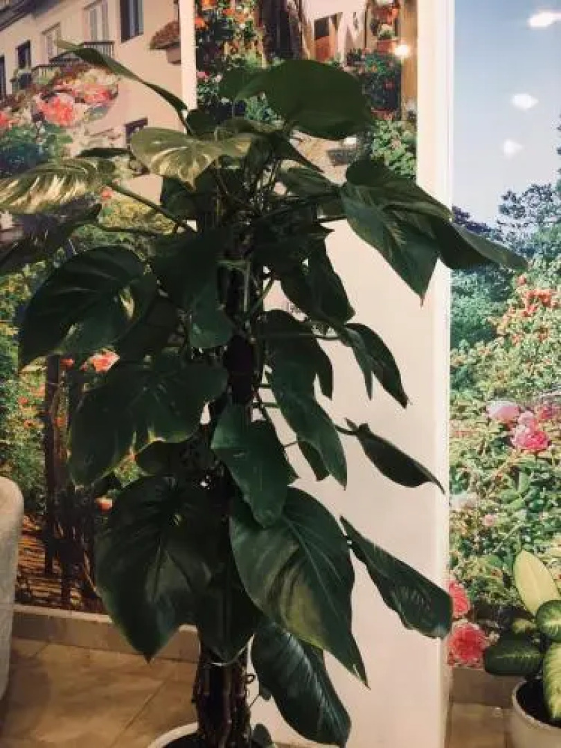 Rosa Villa Hotel & Apartment