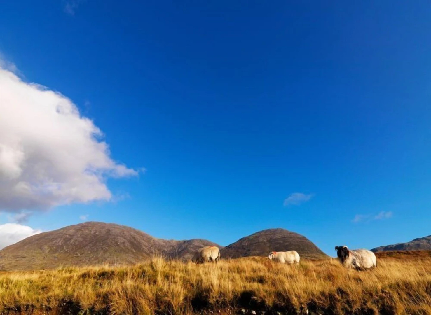 Atlantic Coast Hotel