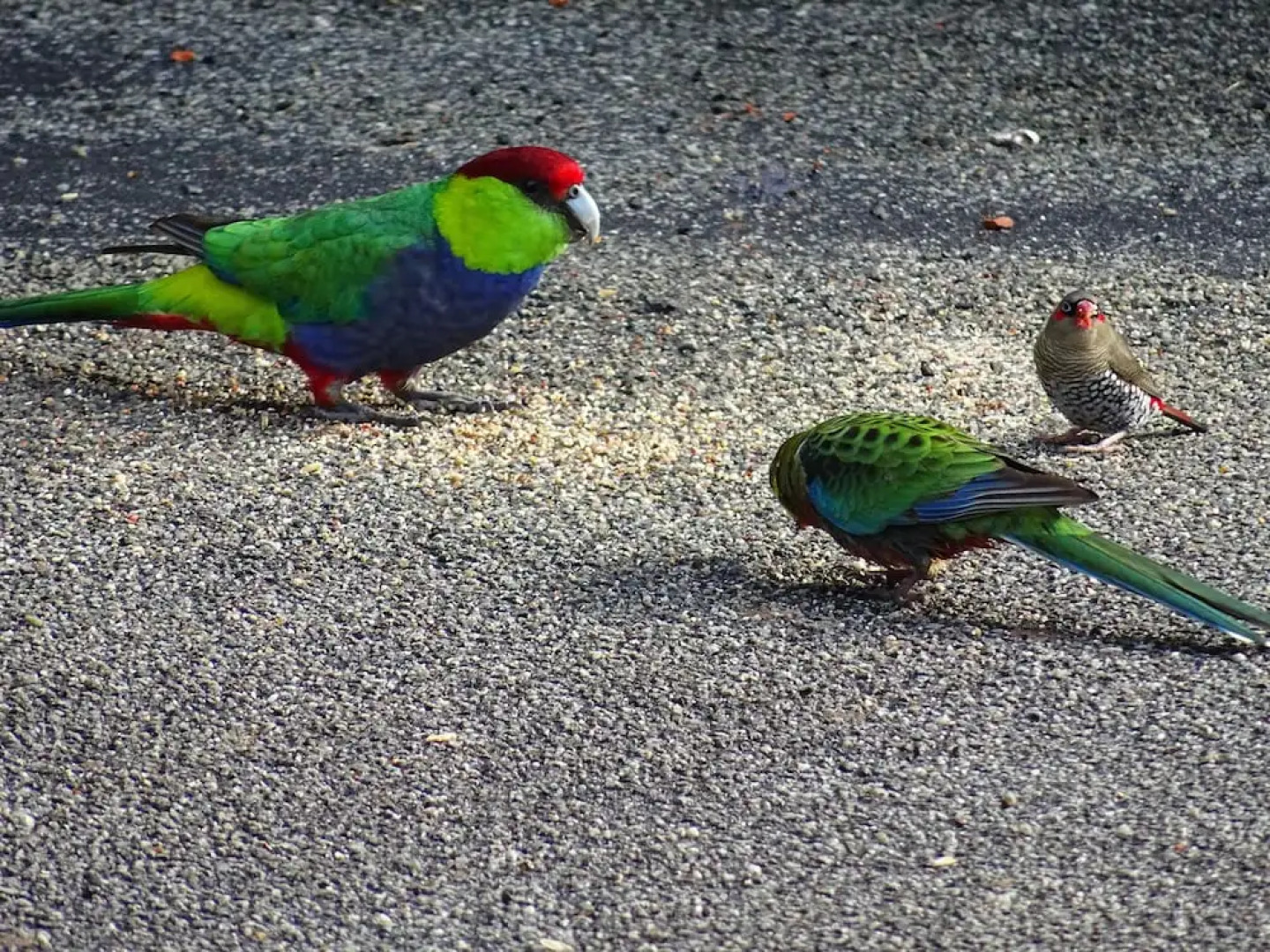 Emu Point Motel & Apartments