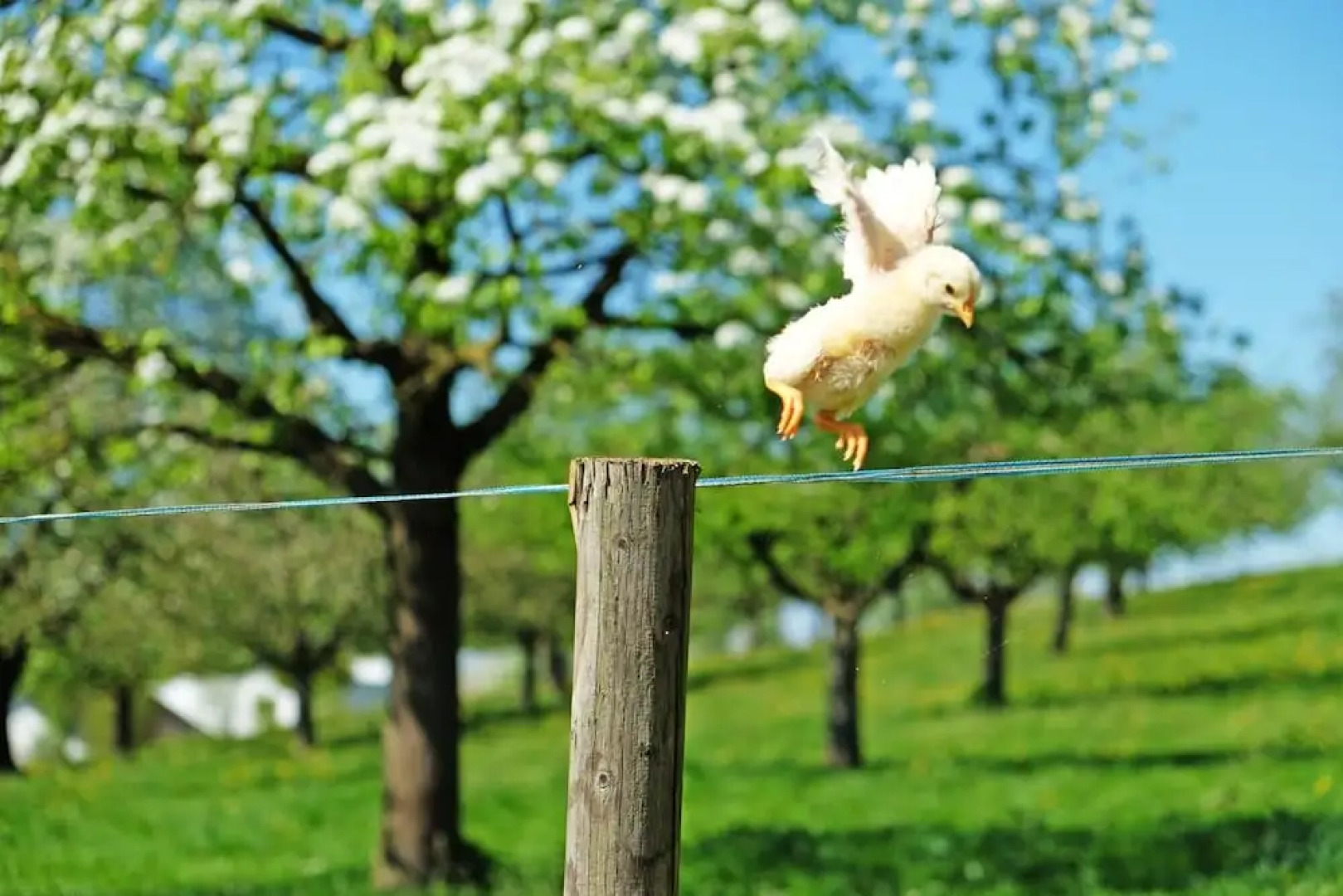 Gasthaus zum Bauernhof