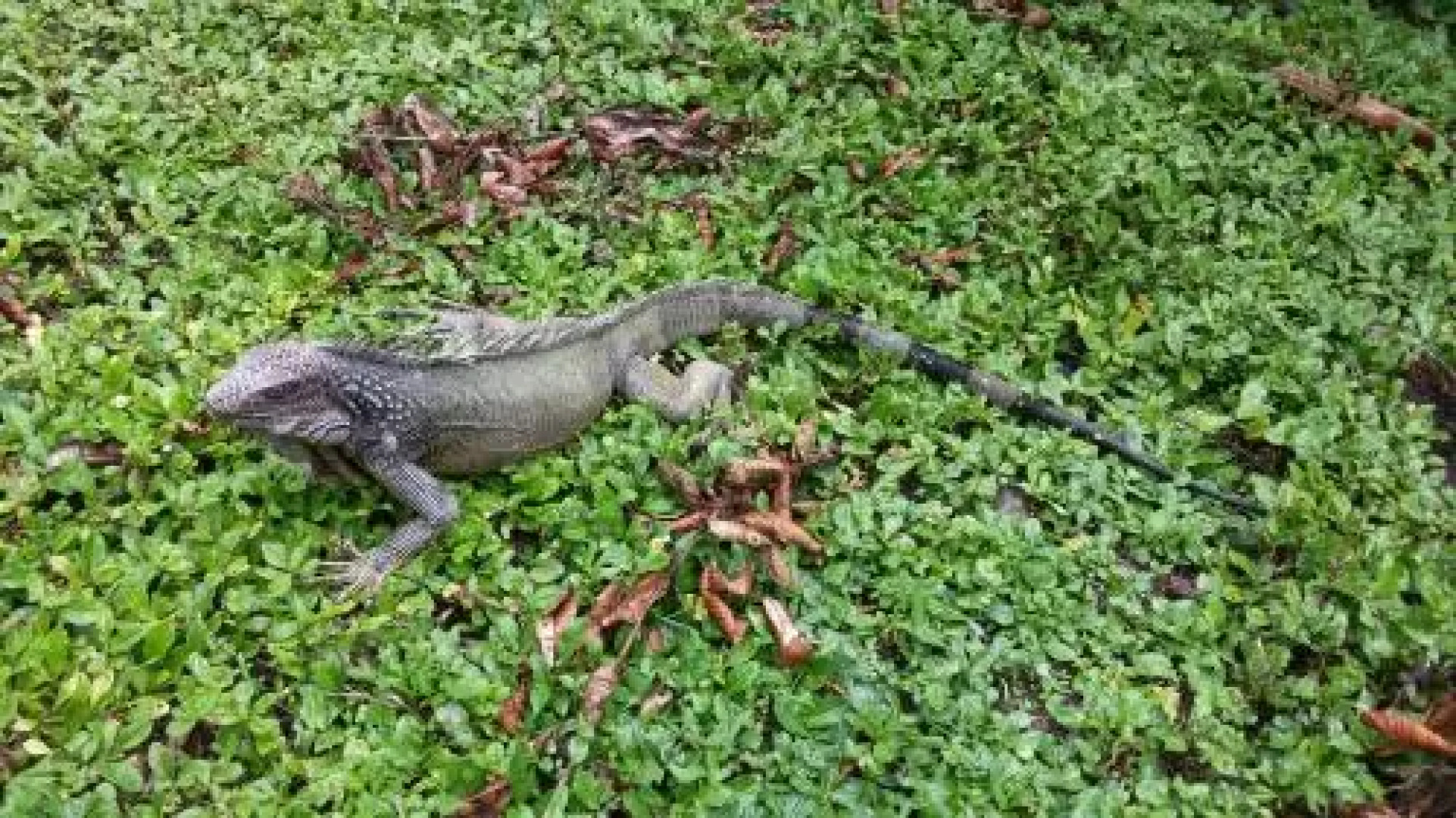 Hakuna Matata Hostel