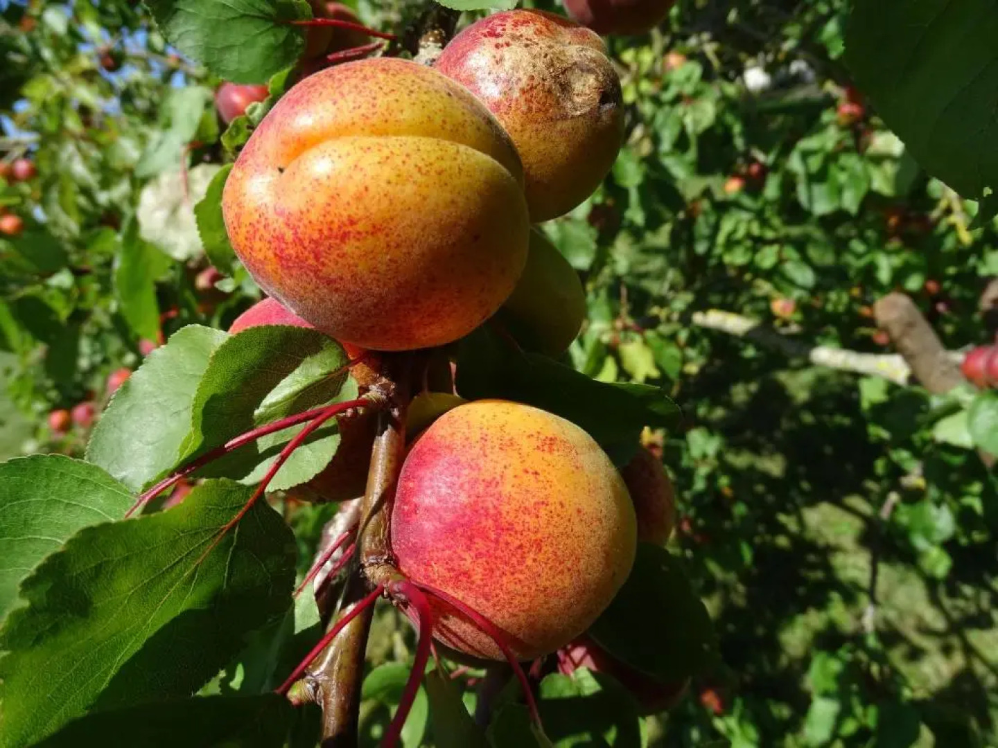 Le Cottage " Village de La Ruée " Location de vacances