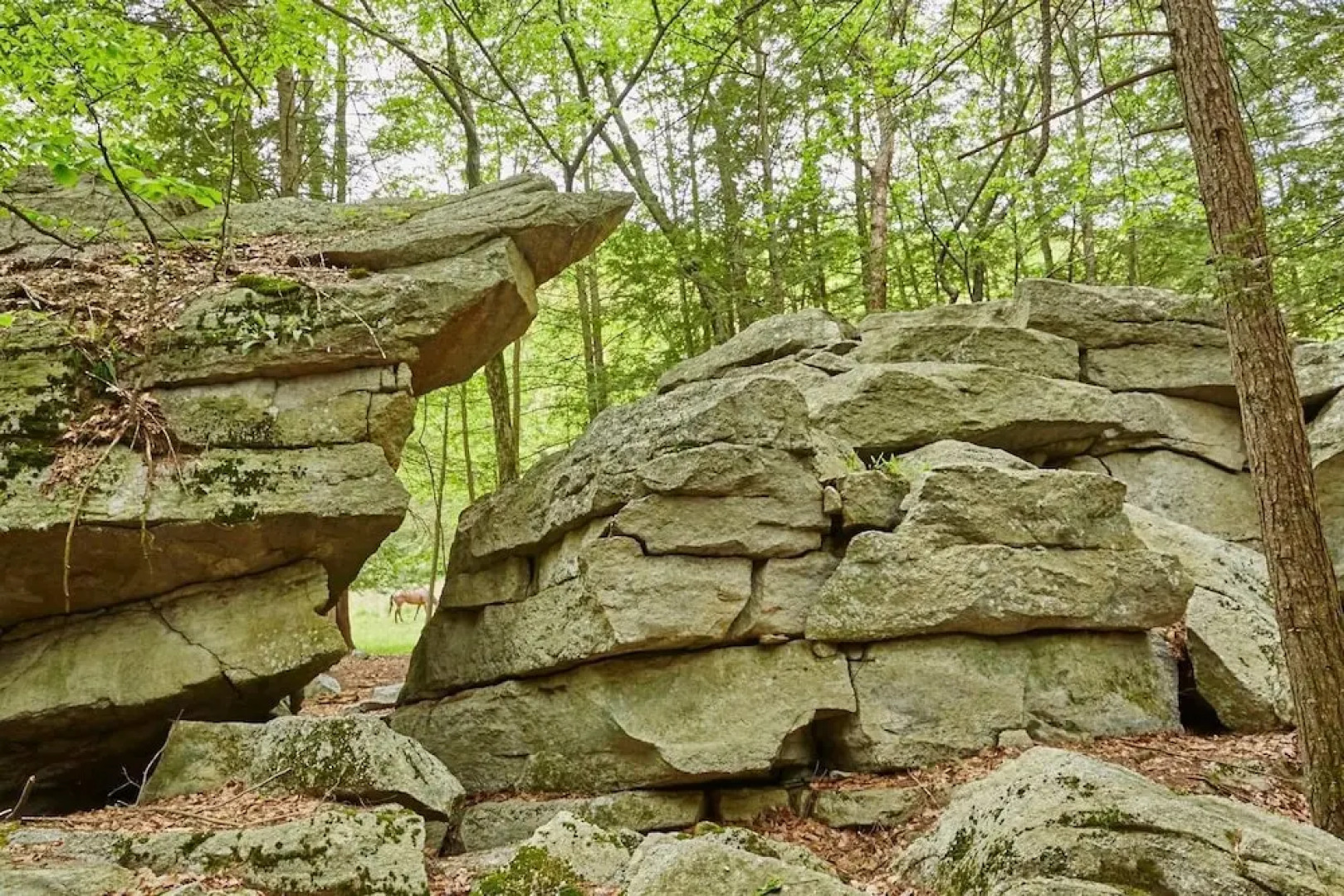 Tentrr - Grotto View at Stone Mountain