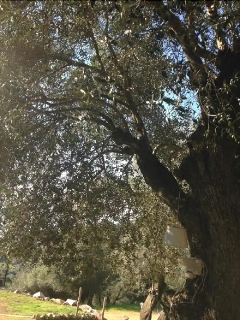 U Pampasgiolu - Gîte