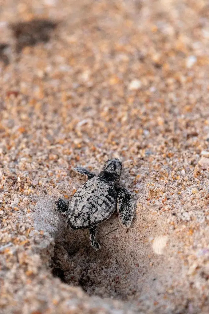 Z-sea Coast Gardens II 209