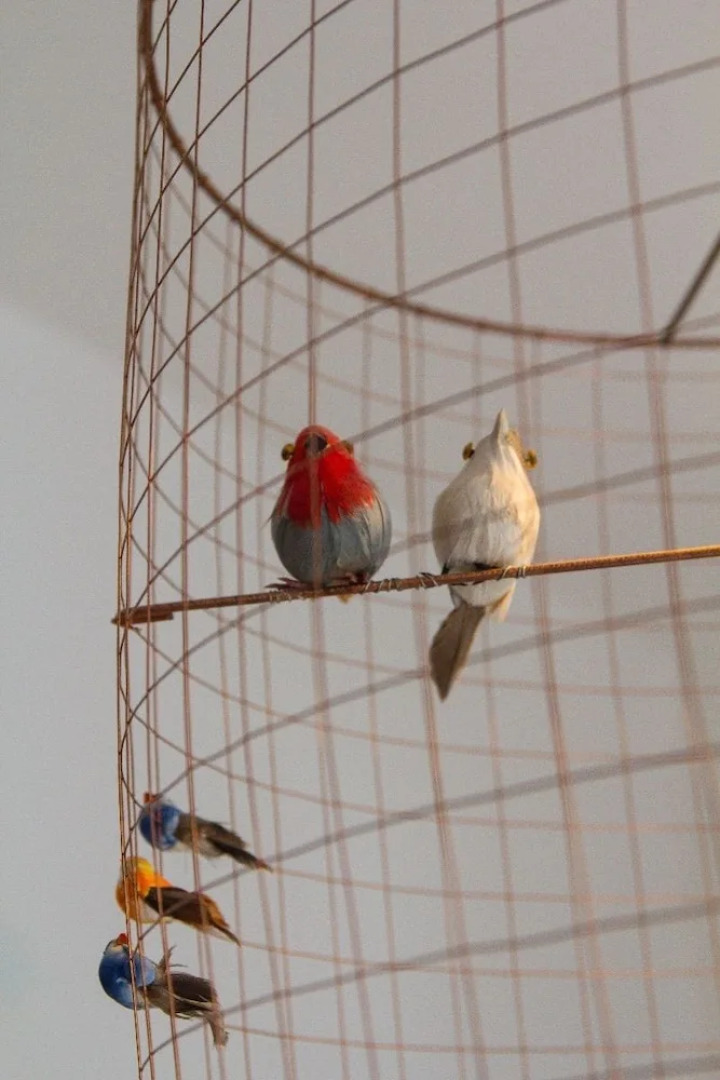 Apartments Mandarina