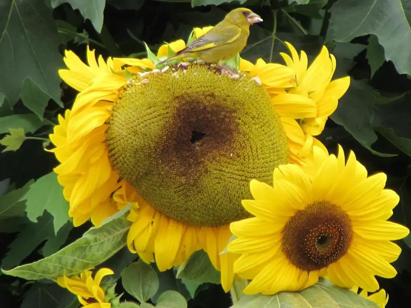 Quinta Sobral Prestige