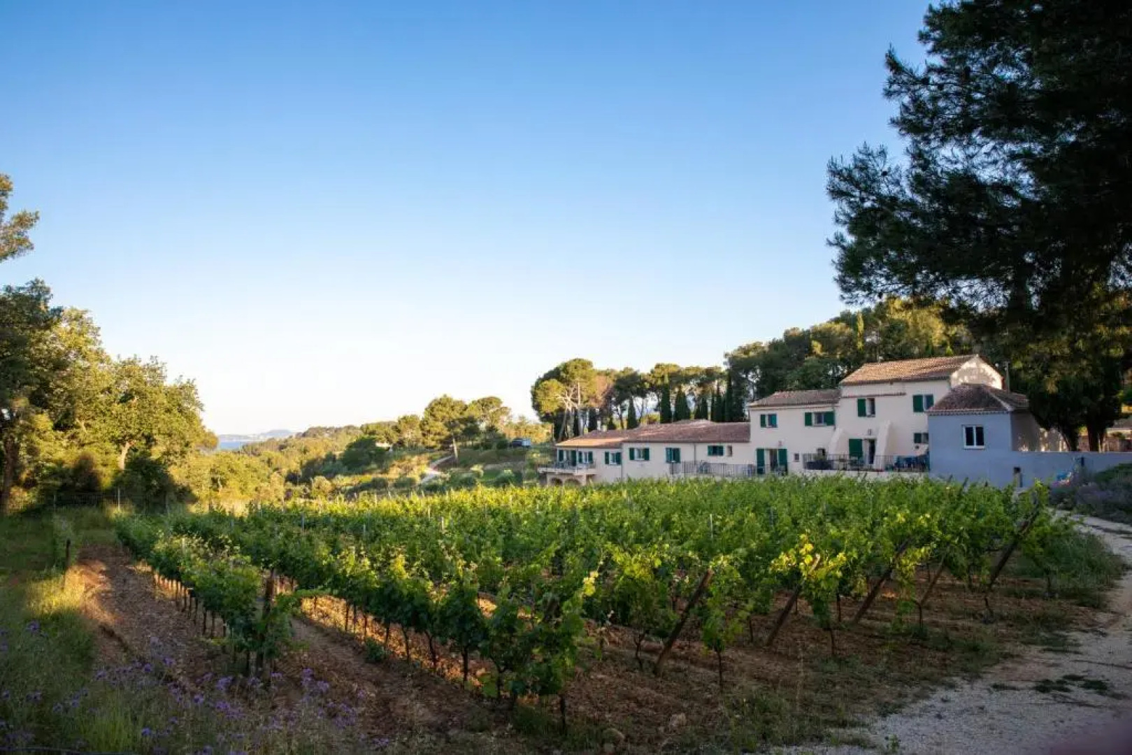 Domaine De La Navicelle - Syrah