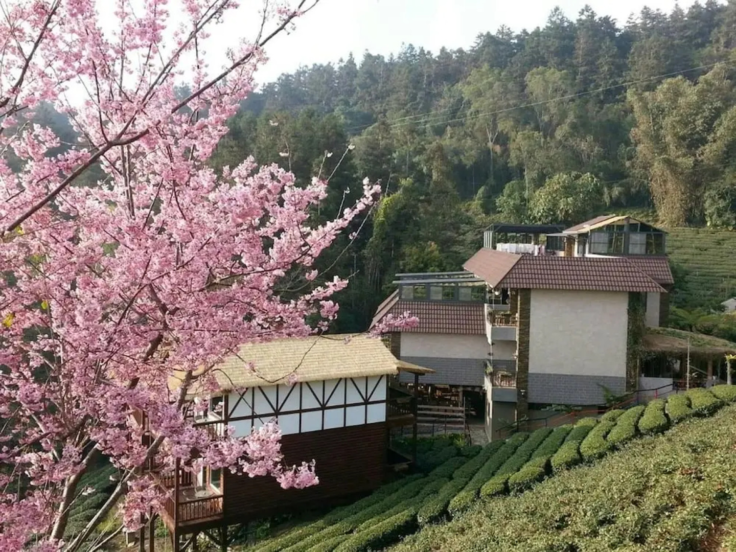 Alishan Mountain B&B
