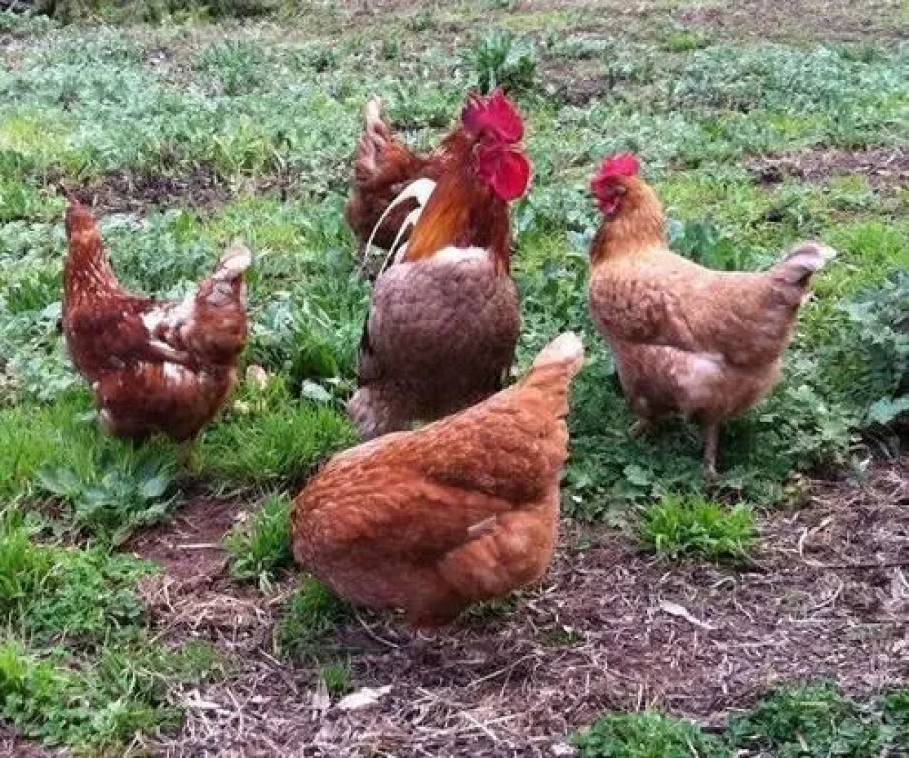 The Lodge Country House