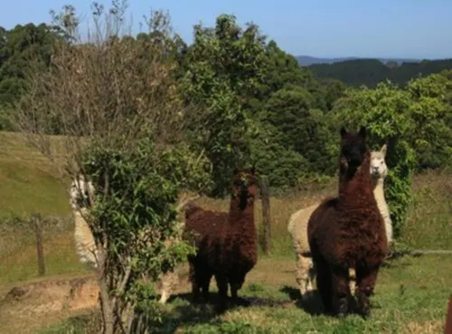 Otway Junction Motor Inn