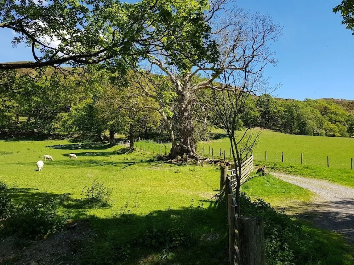 Broncoedwig Devil's Bridge