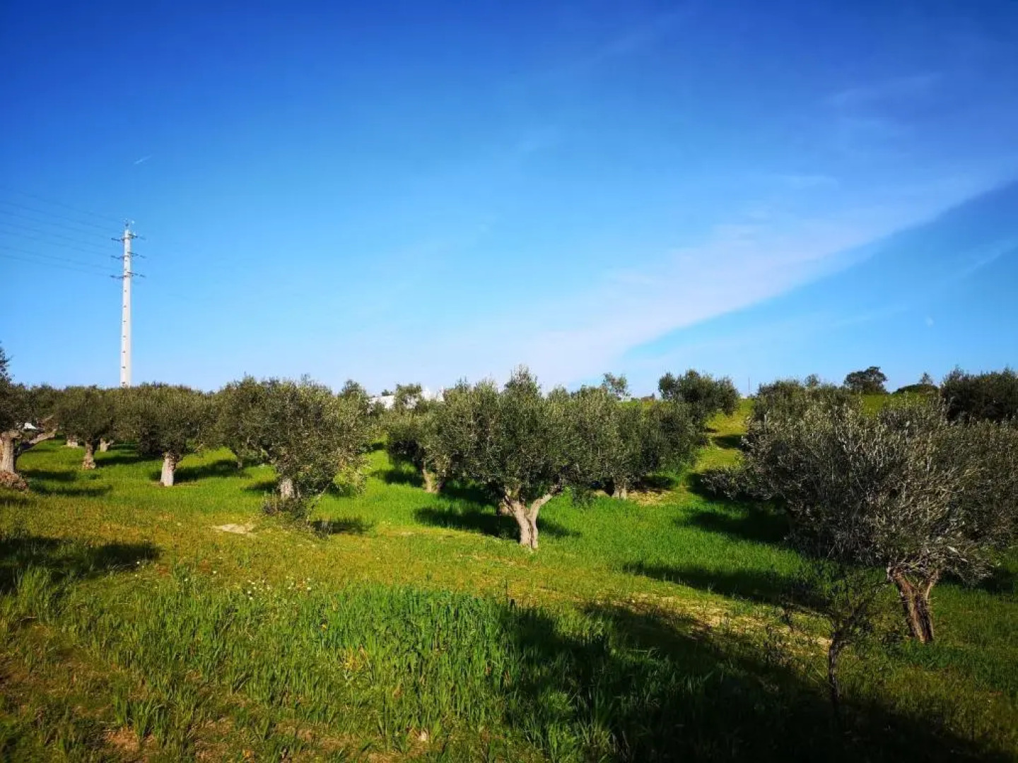 Quinta Ribeiro Tanquinhos