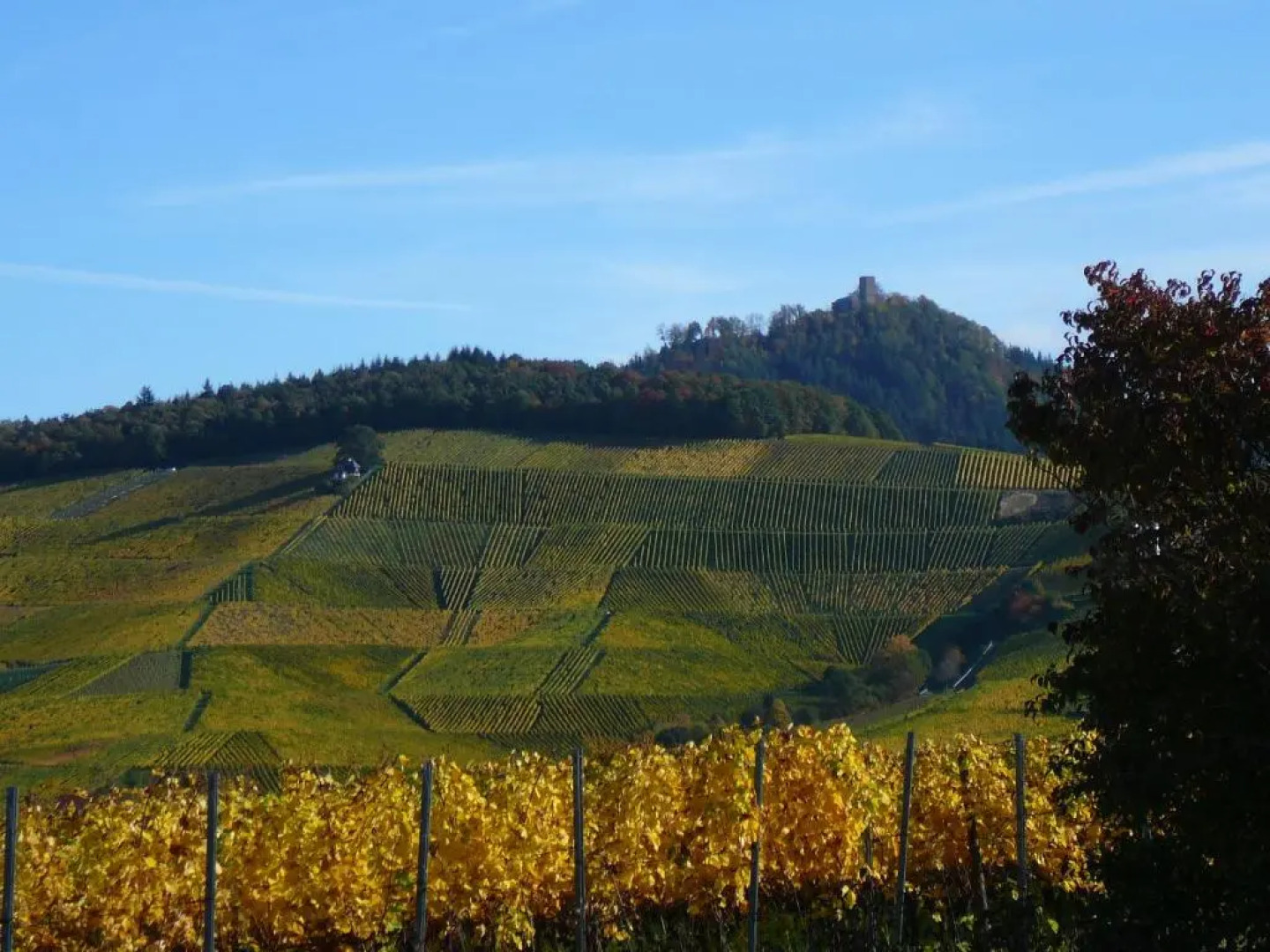 Winzerhof unter der Yburg