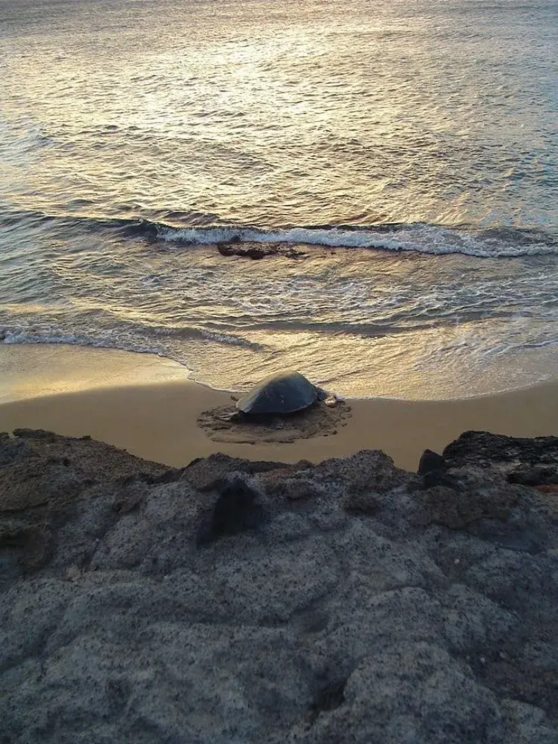 Kaleialoha #204 1 Bedroom 1 Bathroom Condo by Redawning