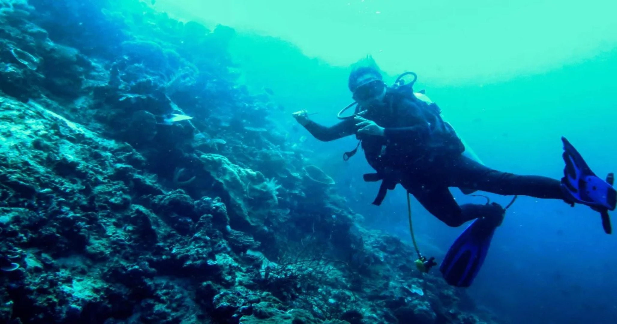 Honey Bay Resort Lembeh