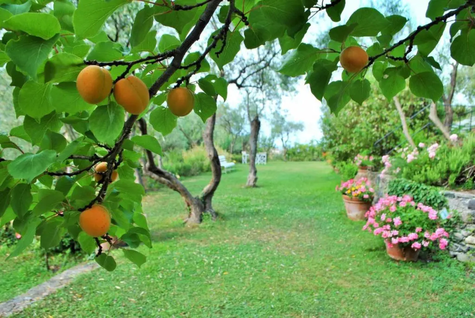 L'Amandola Villa - Agriturismo