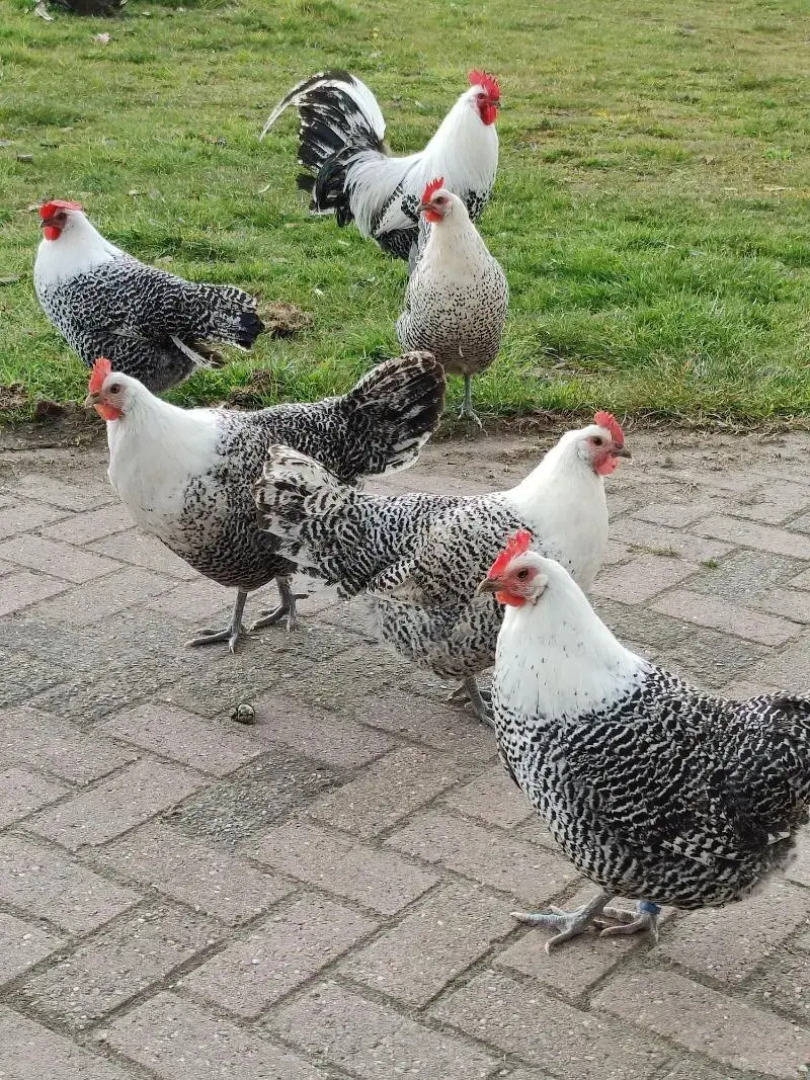 Antonius Hoeve Chalets