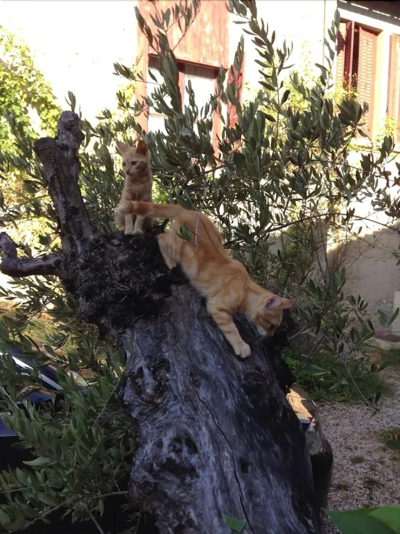 The Resid For Calixte