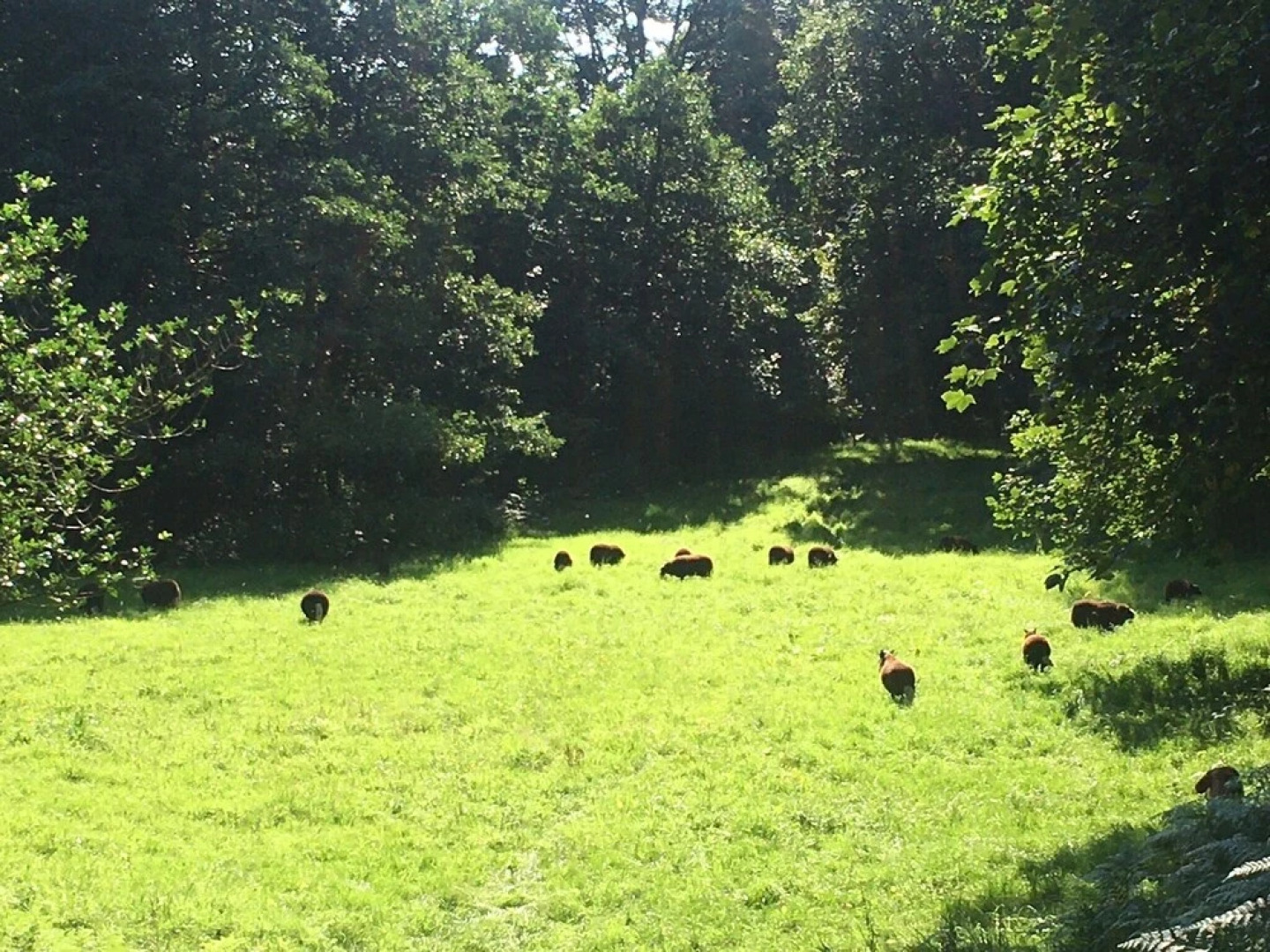 4-bedroom Riverside House With Garden Near Denbigh