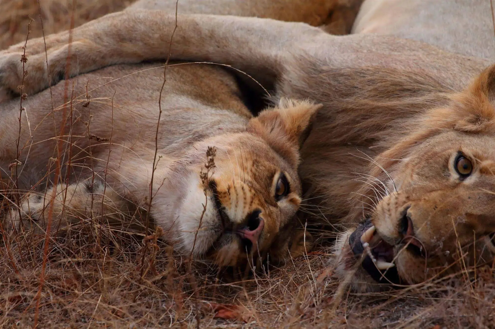 Sausage Tree Safari Camp