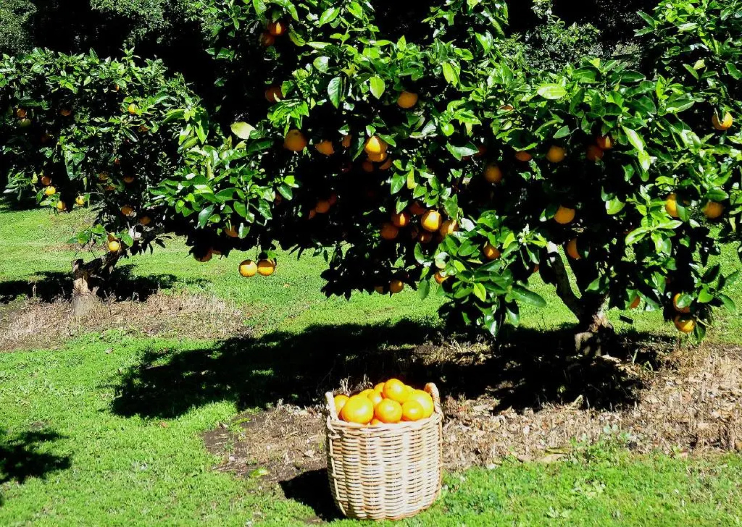 Rosecliffe Boutique Farm Cottages