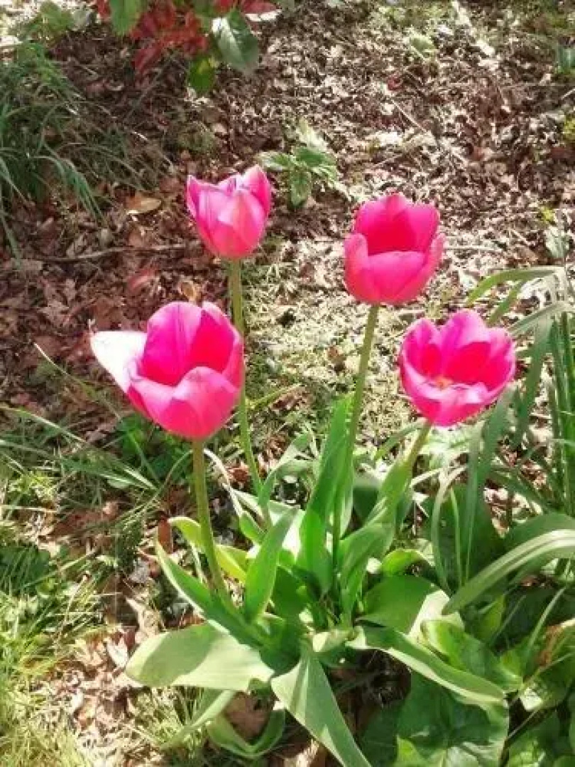 Chambres d'hôtes Ty Ruz