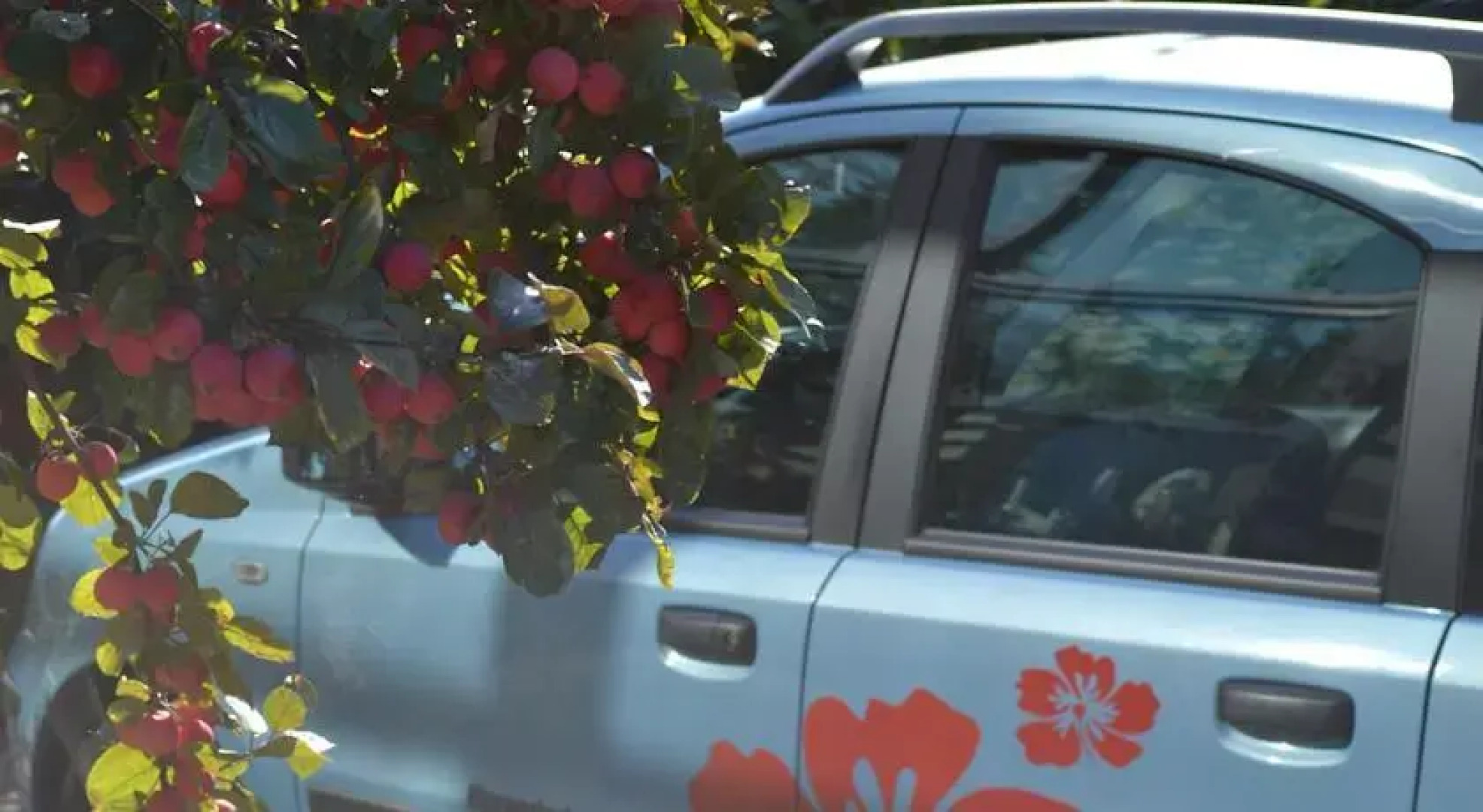 Bed & Breakfast FlowerZzz...