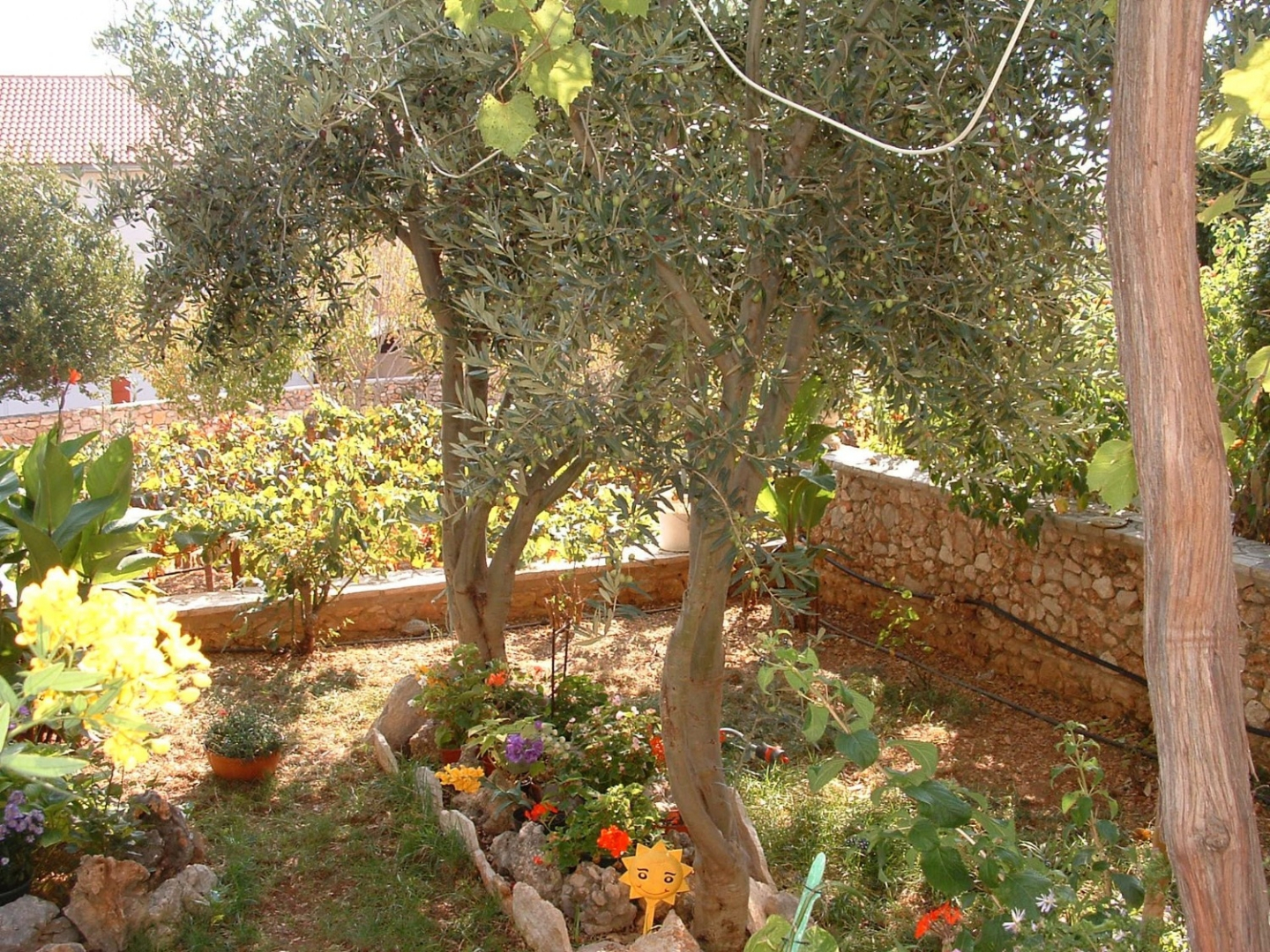 Apartment Mate 1 - 130 m from sea: A1 Zeleni Bol, Island Brac