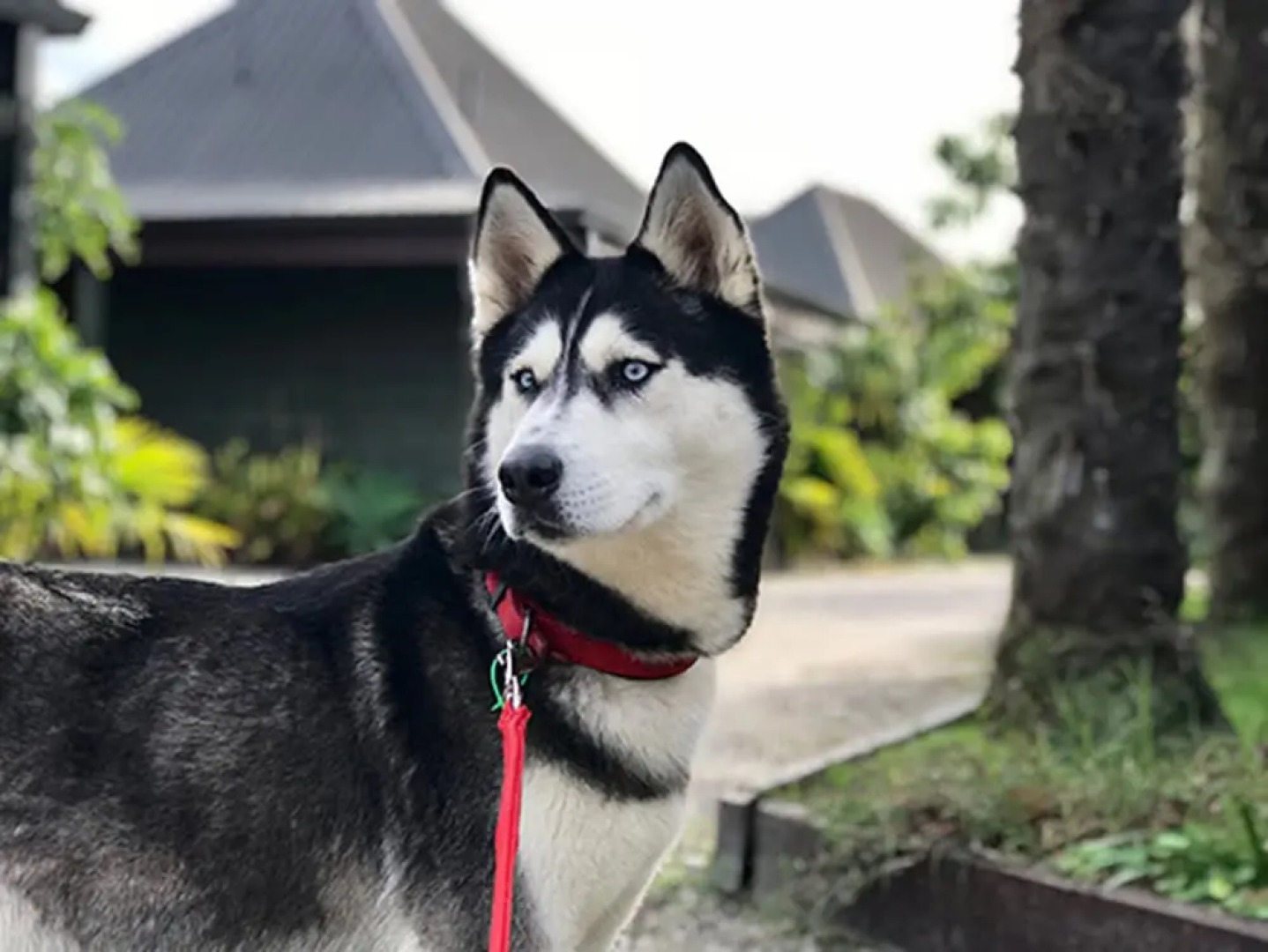 Pacific Harbour Villas