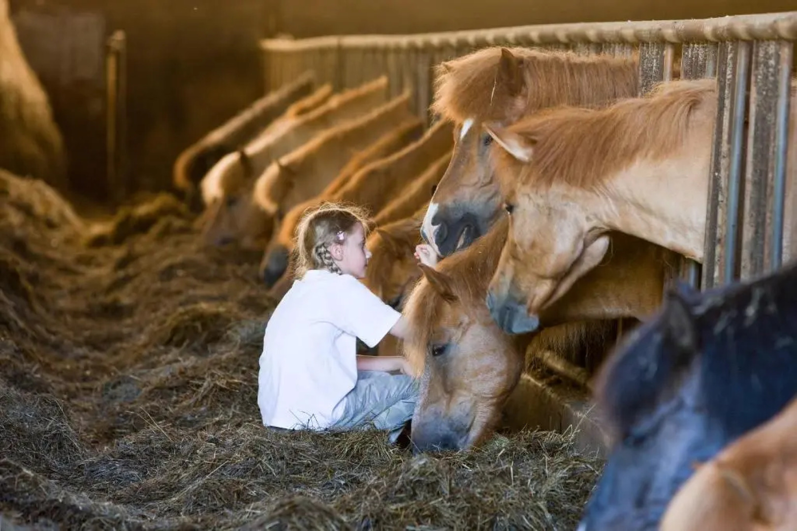 Hotel Reitzentrum Hausruckhof