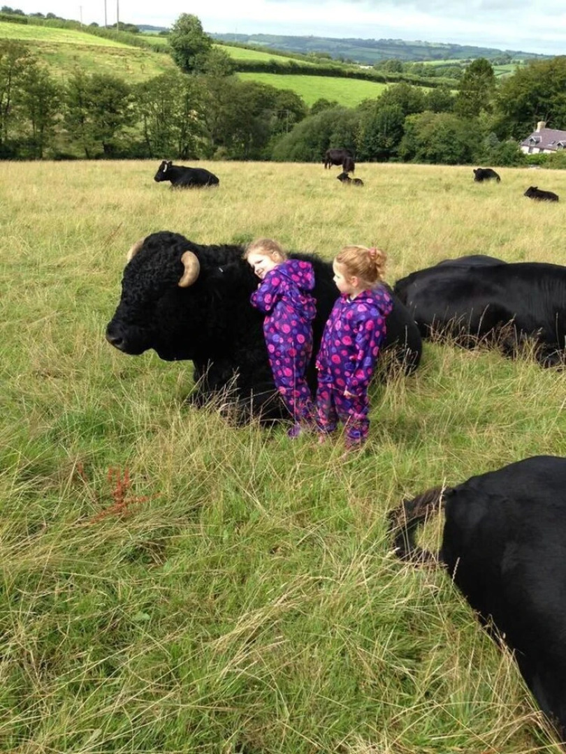 The Mill House at Cwmiar Farm - Relaxing Holidays