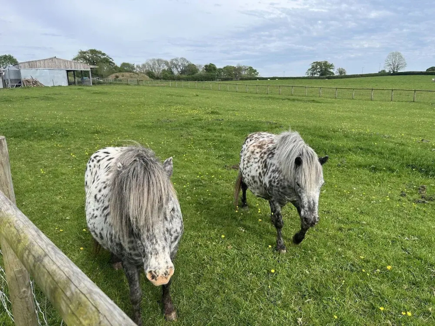 War Horse Valley Orchard View