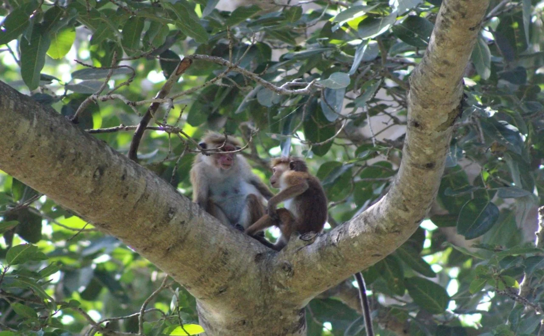 Talalla Bay Beach House