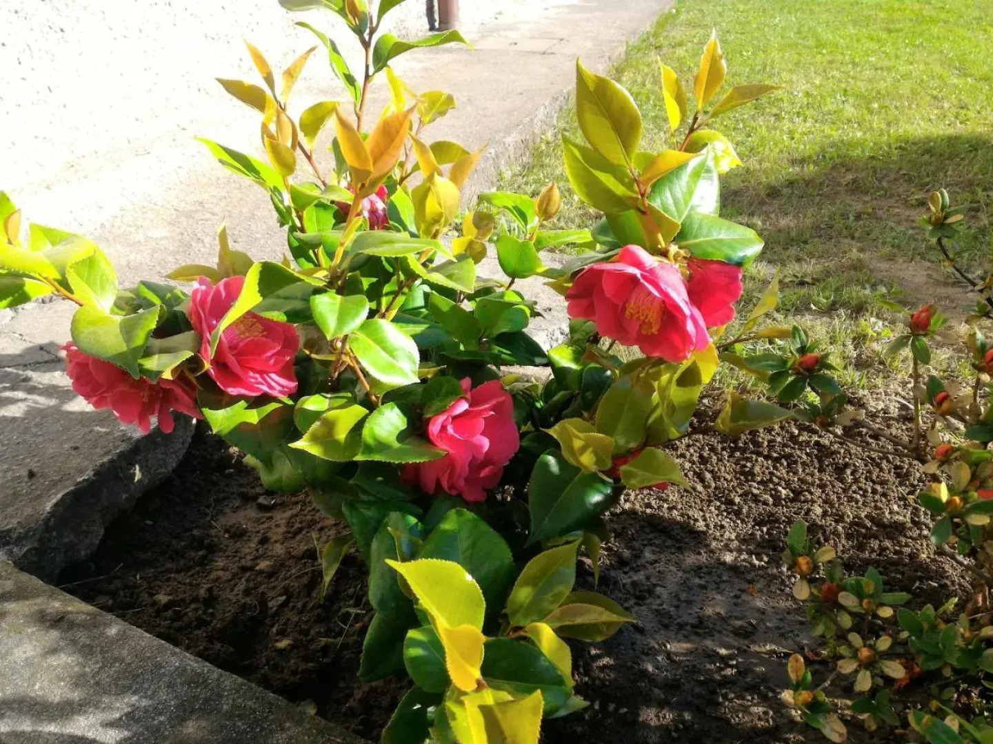 Valtellinaguesthouse